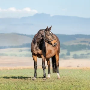 LOT 16 - CAPITAL ANJA