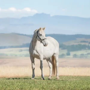 LOT 05 - CAPITAL CHAO LEE