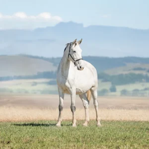 LOT 07 - CAPITAL CHENOA