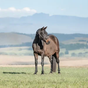 LOT 06 - CAPITAL CHLOE