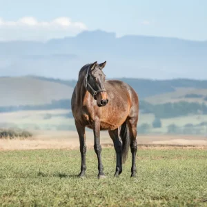 LOT 17 - CAPITAL CHOISEY