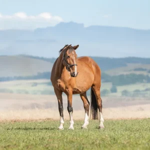 LOT 11 - CAPITAL COUNTESS