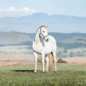 LOT 12 - CAPITAL DONIQUE