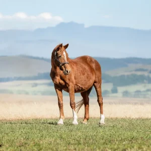 LOT 20 - FRESIA VAN DE BUCXTALE