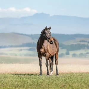 LOT 21 - CAPITAL HAVANNA