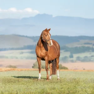 LOT 03 - CAPITAL HEAVENLY