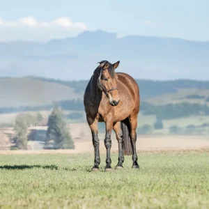 LOT 14 - CAPITAL HUMMINGBIRD