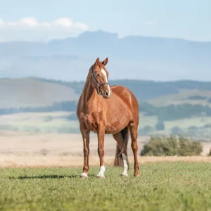 LOT 09 - CAPITAL KALEIDOSCOPE