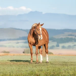 LOT 22 - CAPITAL KLARA