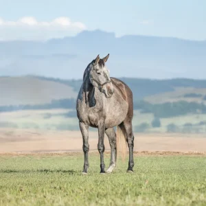 LOT 15 - CAPITAL LACEY