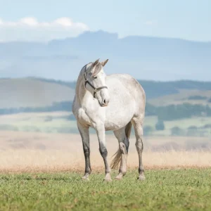 LOT 04 - CAPITAL LILONGWE
