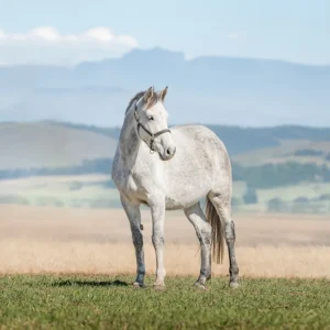 LOT 19 - CAPITAL LOVELLA