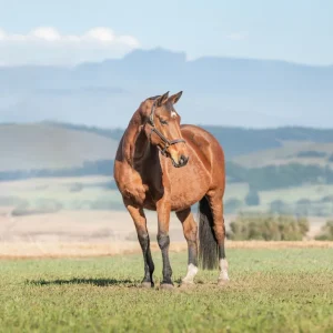 LOT 08 - CAPITAL MADAME