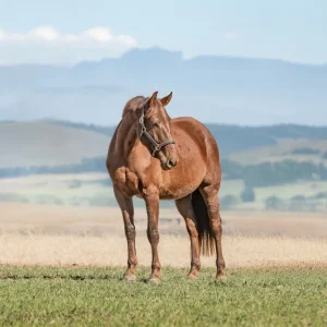 LOT 02 - CAPITAL MADDOX