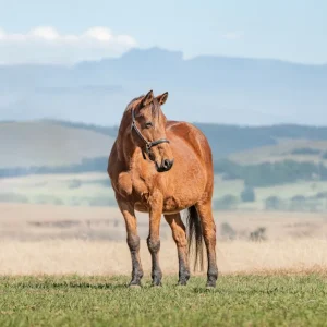 LOT 10 - CAPITAL MULANA