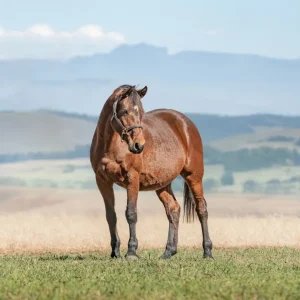 LOT 01 - CAPITAL'S PULANA VAN HET KEIZERSHOF