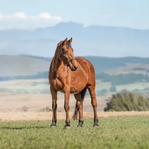 LOT 18 - CAPITAL'S QAMIRA VAN HET KEIZERSHOF